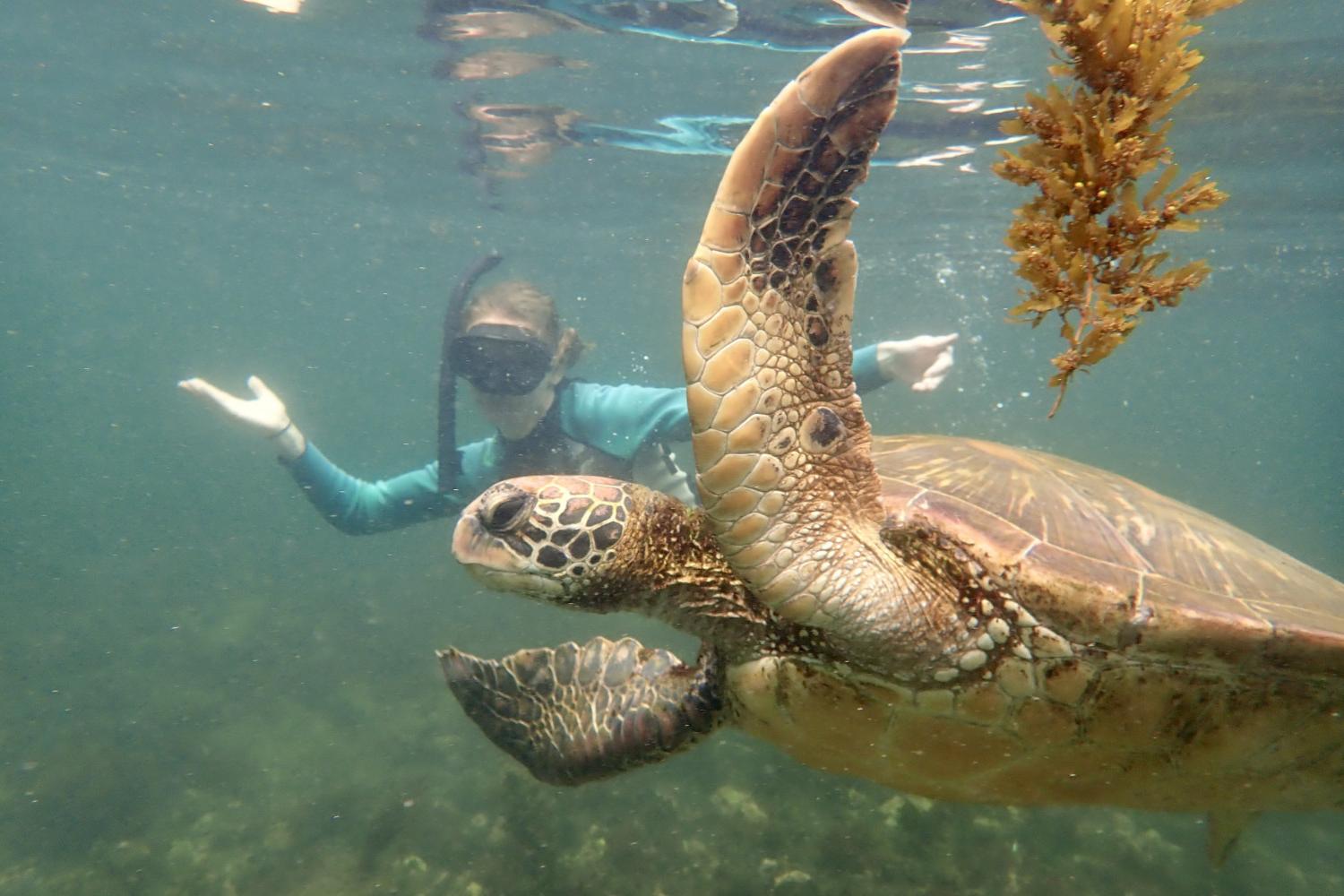 一名<a href='http://stk.hongyangditan.com'>博彩网址大全</a>学生在Galápagos群岛游学途中与一只巨龟游泳.